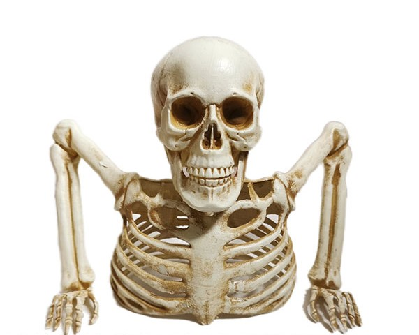 Skeleton Upper Body